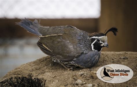 California Valley Quail Hatching Eggs