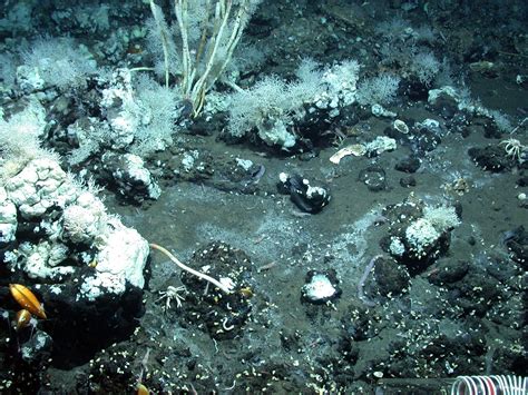 “Deep Biosphere” Microbes: Life Is Bubbling Up From Sediments Deep ...