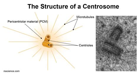 Centrosomes - the engine of cell division - definition, structure, function, and biology