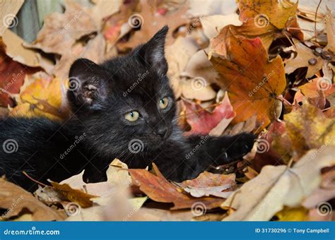 Cute Black Kitten In Leaves Royalty Free Stock Image - Image: 31730296