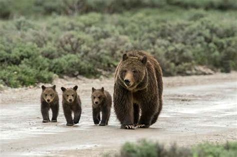 Call off the grizzly bear trophy hunt, it's immoral and unscientific | New Scientist