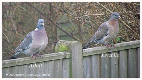 A Natural History of Paddock Wood in 2016: Wood Pigeons buck the trend ...