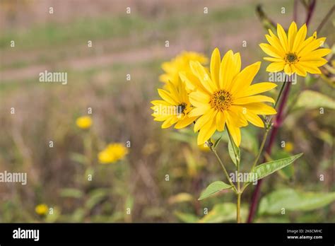 Jerusalem artichoke or topinambur flower on the meadow with copy space for text. Scientific name ...