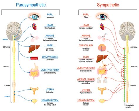 Sympathetic Parasympathetic Nervous System