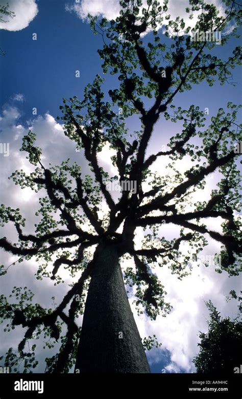 Ceiba tree Tikal Peten Guatemala Stock Photo - Alamy