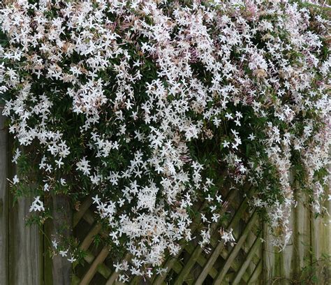 Common Jasmine (gelsomino in Italian). Giacinta's father brought these flowers to Venice from ...