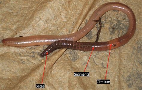 All about earthworms | Welcome Wildlife