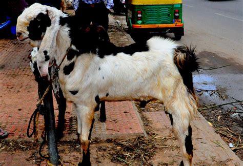 Jamnapari goat (Capra aegagrus hircus) | The Jamnapari is a … | Flickr