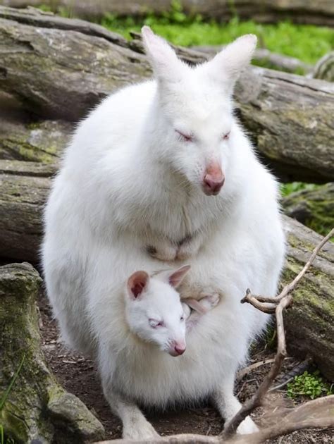 Breathtaking Photos Of The Rarest Albino Creatures In Nature | Rare albino animals, Albino ...