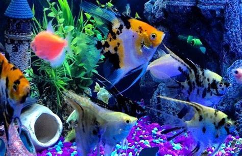 Photo #2 - More Of The Tank Mates - Koi Angel, Koi Angel, S...