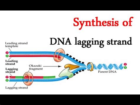 Lagging strand synthesis - YouTube