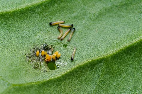 Cabbage White Butterfly Larvae Stock Photo - Download Image Now - iStock