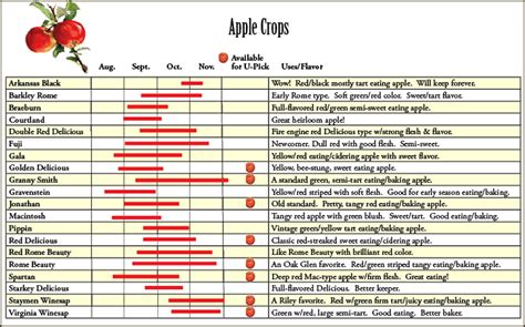 apple picking | Apple picking, Apple, Hot apple cider