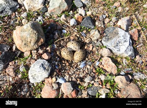 Haematopus ostralegus, Eurasian Oystercatcher. Eggs and nest. The photo was taken in the ...