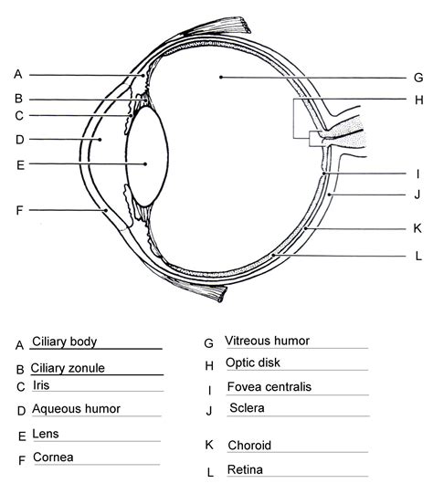 Diagram Of The Eye Worksheet. How to learn the parts of the eye ...