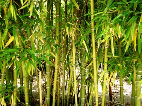 bamboo for sale | Bamboo Plants HQ