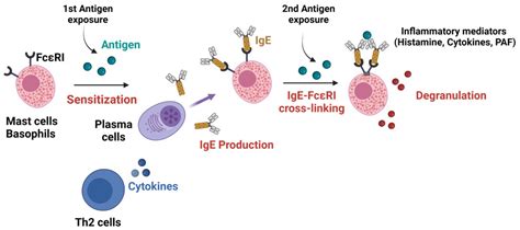 Biology | Free Full-Text | Animal Models of IgE Anaphylaxis