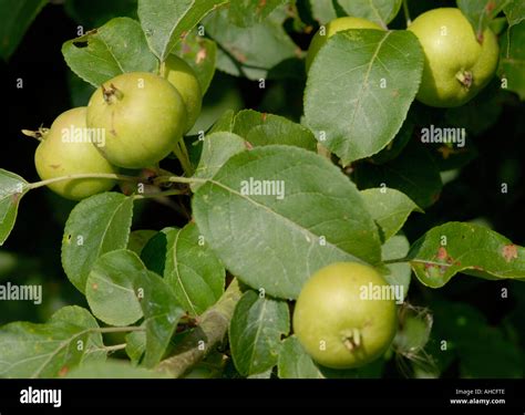 Fruit of a wild crab apple tree Malus sylvestris Bedgebury Forest Stock Photo: 8246221 - Alamy