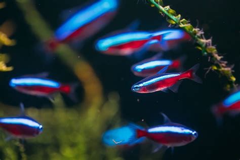 Cardinal Tetra Tank Mates: 5 Great Fishes For Companions