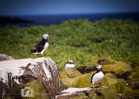 Farne Island Birds – jo foo wildlife photography