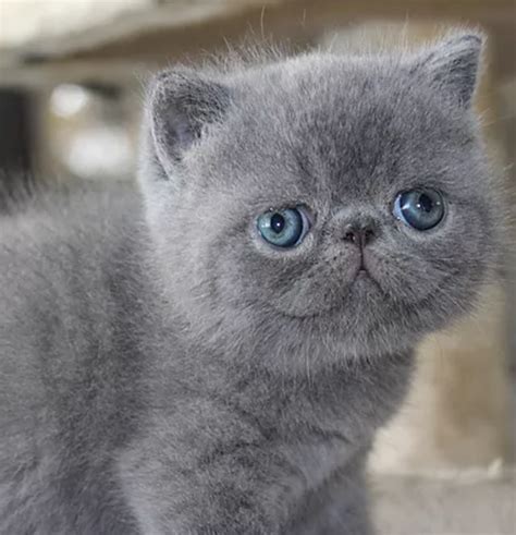 Exotic Shorthair kittens For Sale Atlanta - Exotic Shorthair Kitten for ...