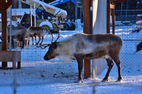 Reindeers, Santa Claus House, North Pole, Alaska | Santa's R… | Flickr