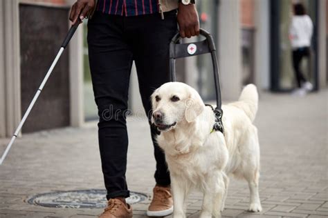 Young Blind Man with Stick and Guide Dog Walking Editorial Photography ...