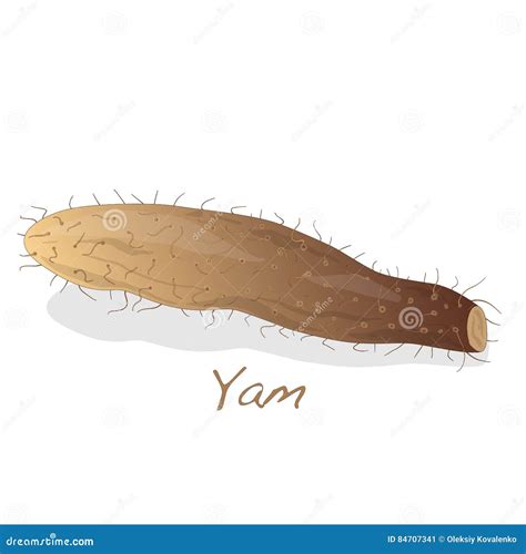 Yam Isolated On White Background Vector Illustration | CartoonDealer ...