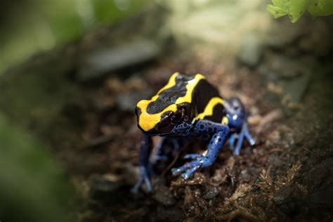 Check out our Poison Dart Frogs at Australia Zoo