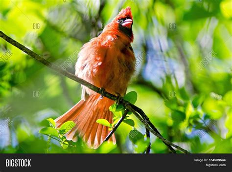 Male Northern Cardinal Image & Photo (Free Trial) | Bigstock