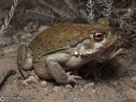 Sonora Desert Toad Tucson AZ - Nature Photography Workshops and ...