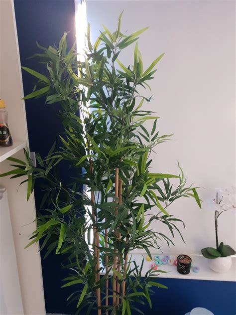 Ikea Bamboo Plant with White Plant Pot in SE10 London for £10.00 for sale | Shpock
