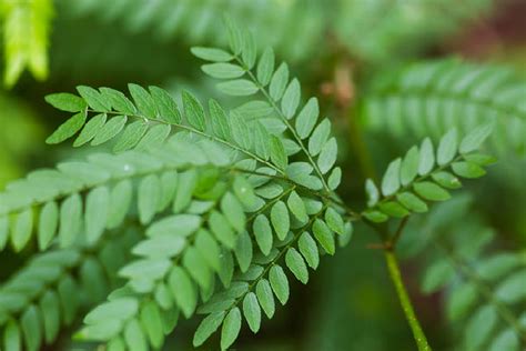 Honeylocust | Horticulture, Landscape, and Environmental Systems | Nebraska