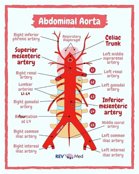 nursing association on Instagram: “Abdominal Aorta it’s branches! High ...