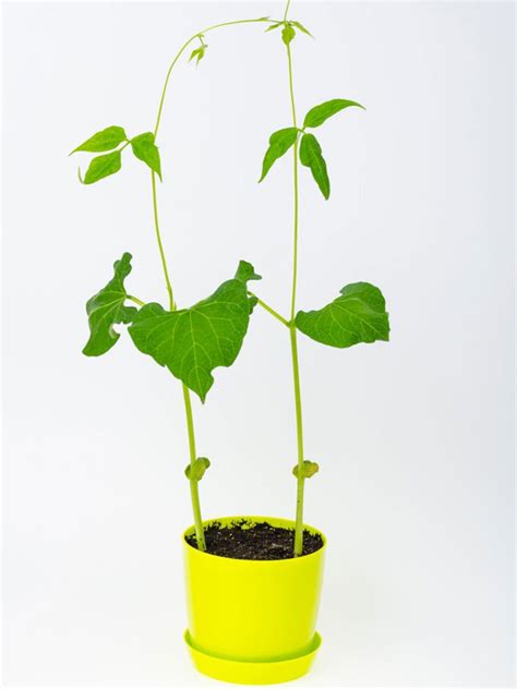 Growing Beans In Containers: How To Care For Potted Bean Plants ...