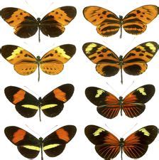 Batesian mimicry | zoology | Britannica