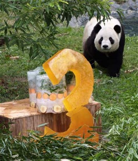 Panda Tai Shan celebrates third birthday