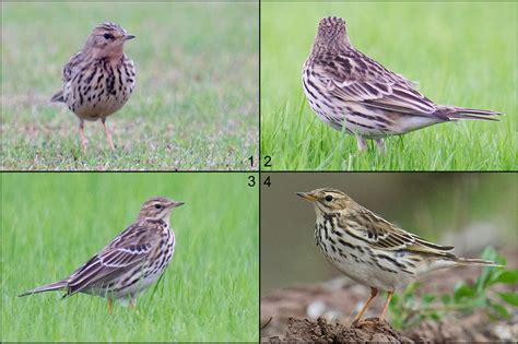 Red-throated Pipit Identification - Shanghai Birding 上海观鸟