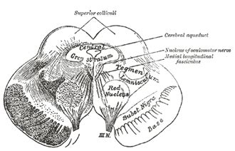 Ventral Tegmental Area (VTA) | Location, Structure, Function