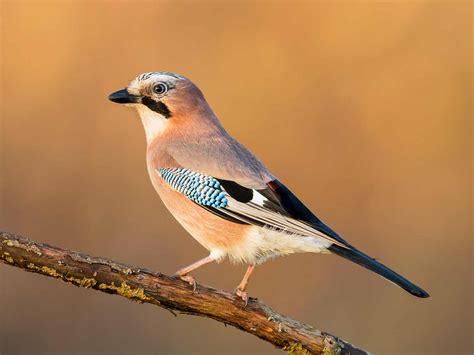 19 common British birds in your garden | Love The Garden