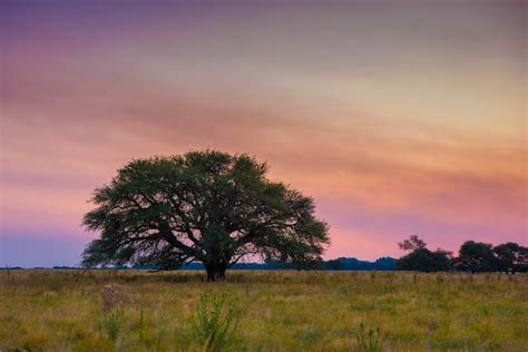 Premium Photo | Pampas tree landscape with a storm in the background la ...