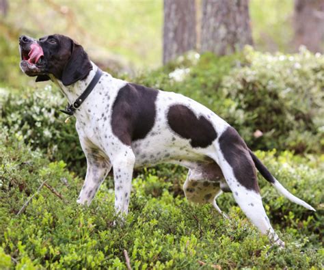 Top 15 Scent Hound Breeds - Petofy