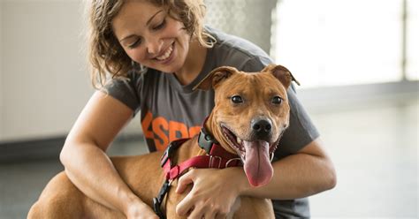 Adoption Tips l How to Adopt l Adopt a Pet l ASPCA