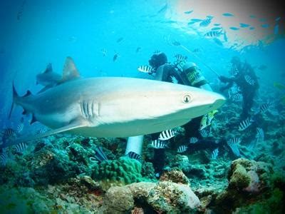 Group Shark Conservation Projects in Fiji | Projects Abroad Group Trips