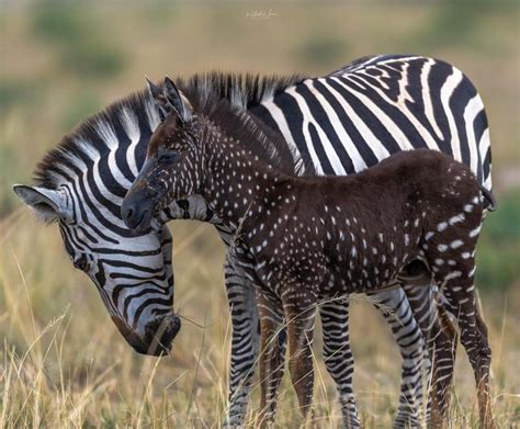 Meet the most incredible zebra in animal world, which has polka dots ...