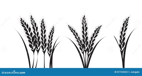 Corn or Wheat Silhouette Drawings Stock Vector - Illustration of crop ...