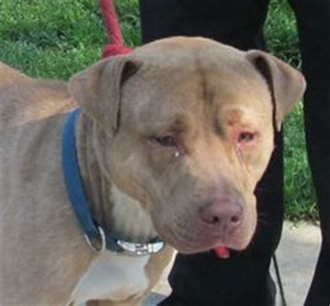 URGENT! PLEASE RESCUE WASHINGTON...CANTON, OHIO...Meet 09 WASHINGTON a ...