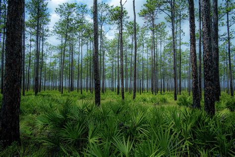 Swamp Trees Photograph by James L Bartlett - Fine Art America