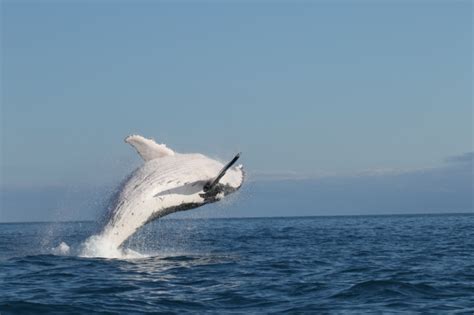 Humpback Whale Conservation in the South Pacific | Biodiversity Conservation