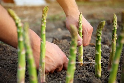 How to Plant Asparagus